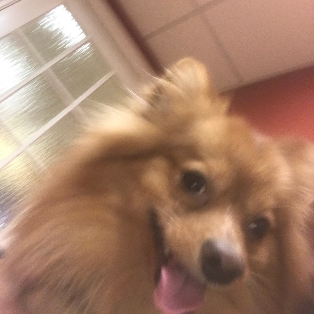 Meet your Posher, Leigh